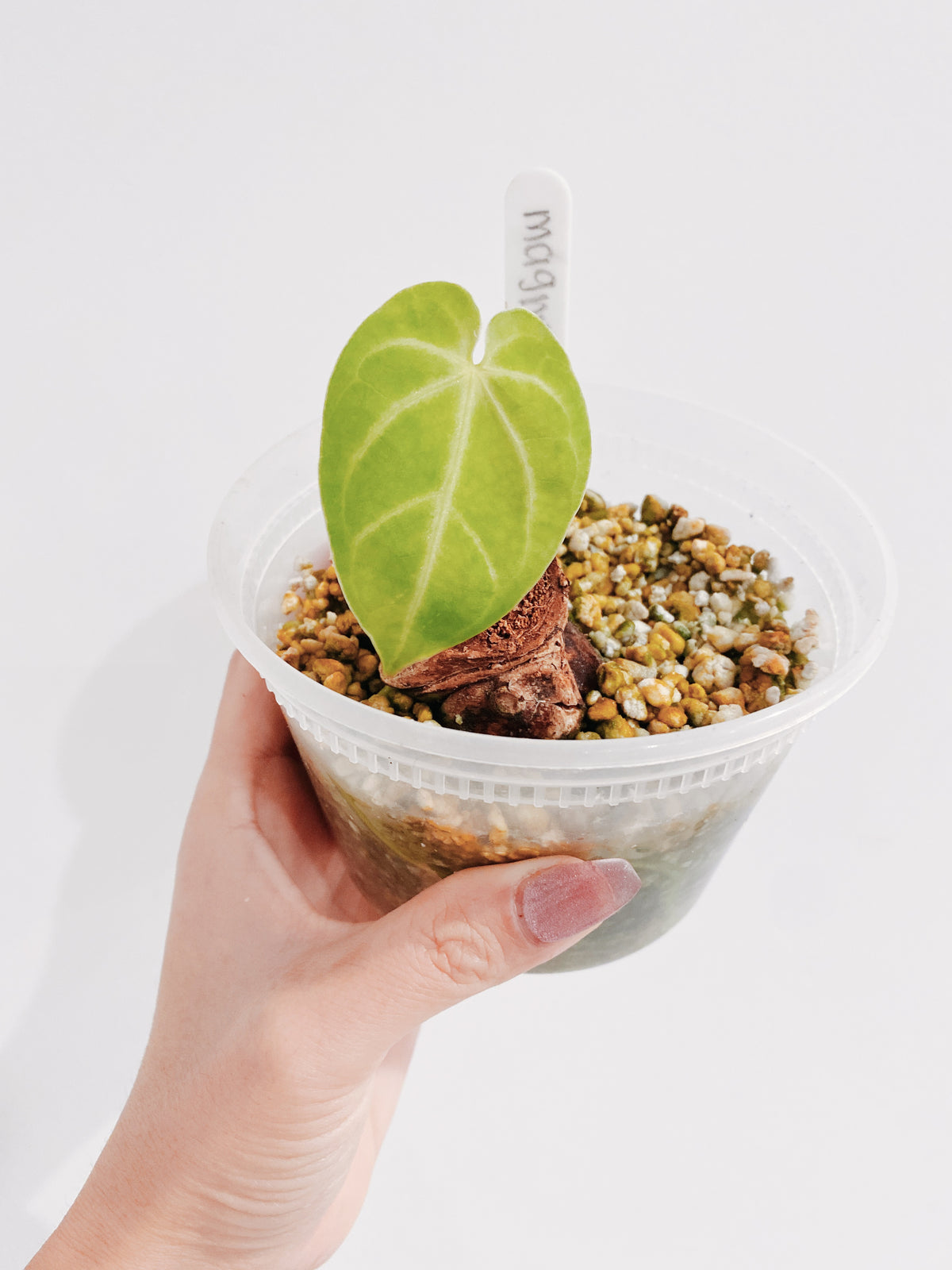 Anthurium Magnificum