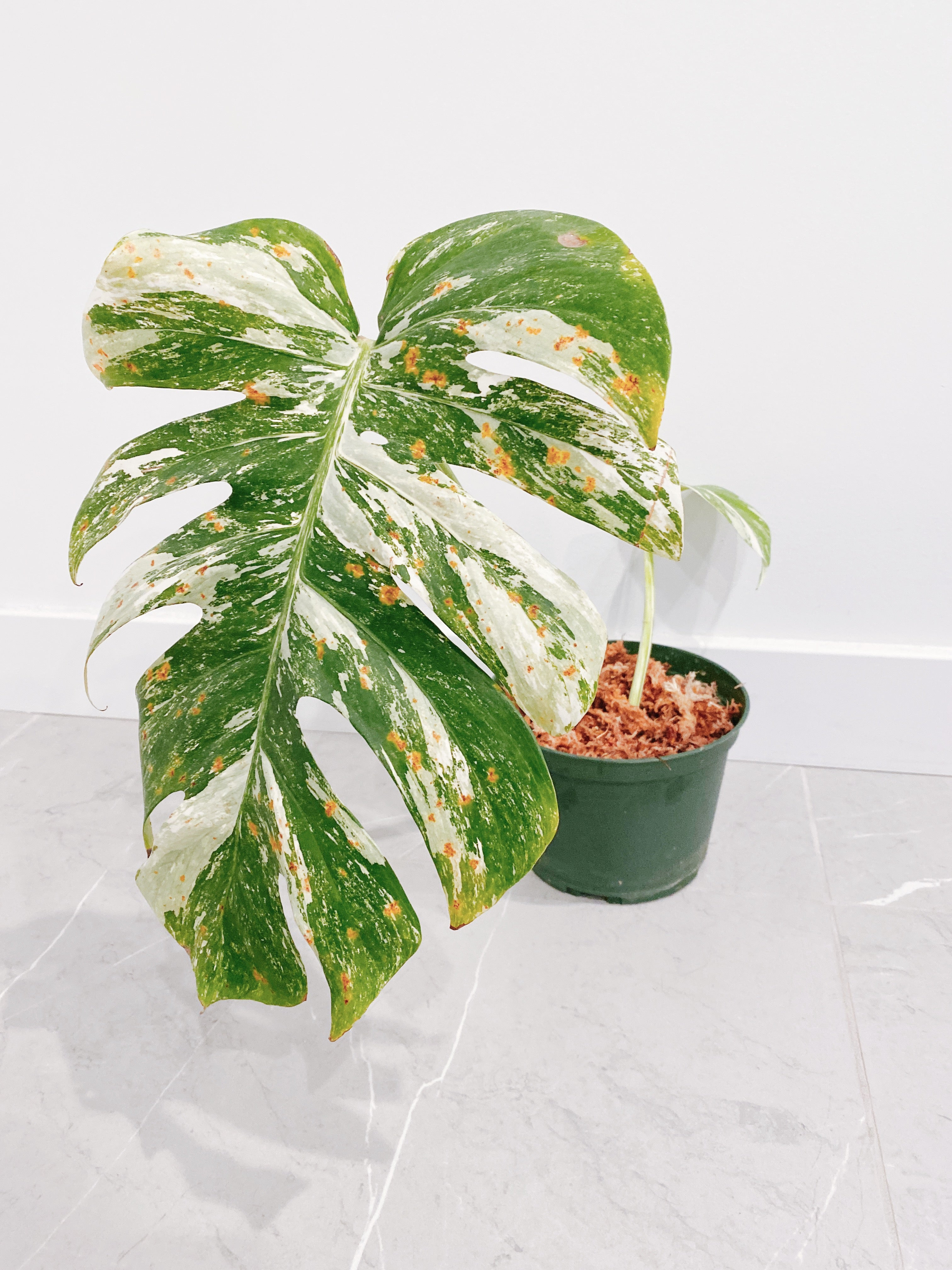 Monstera Deliciosa Albo Variegata Secondary image