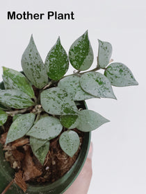 Hoya Super Eskimo (Hoya krohniana)