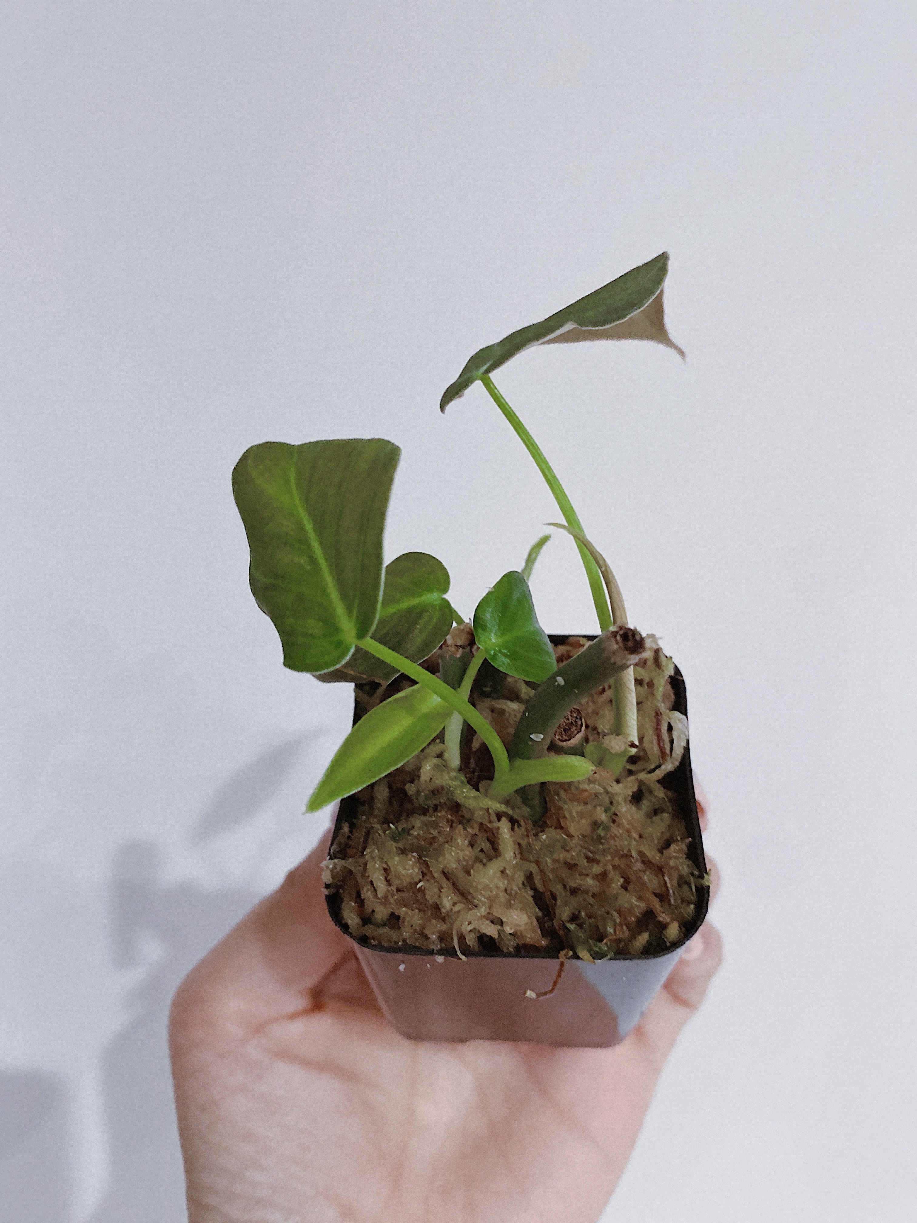 Philodendron Melanochrysum Secondary image