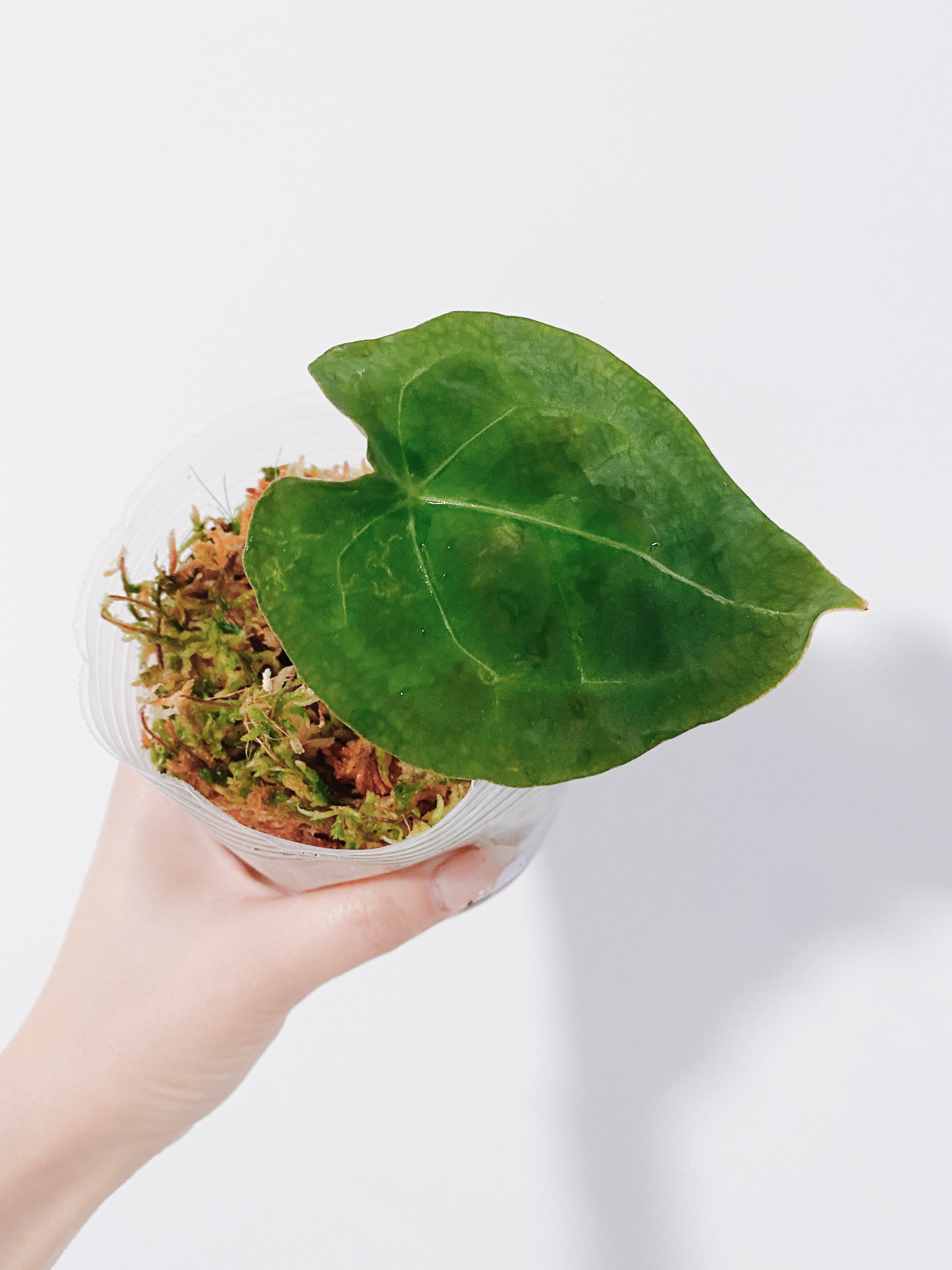 Anthurium Forgetii Secondary image
