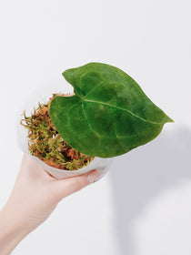 Anthurium Forgetii