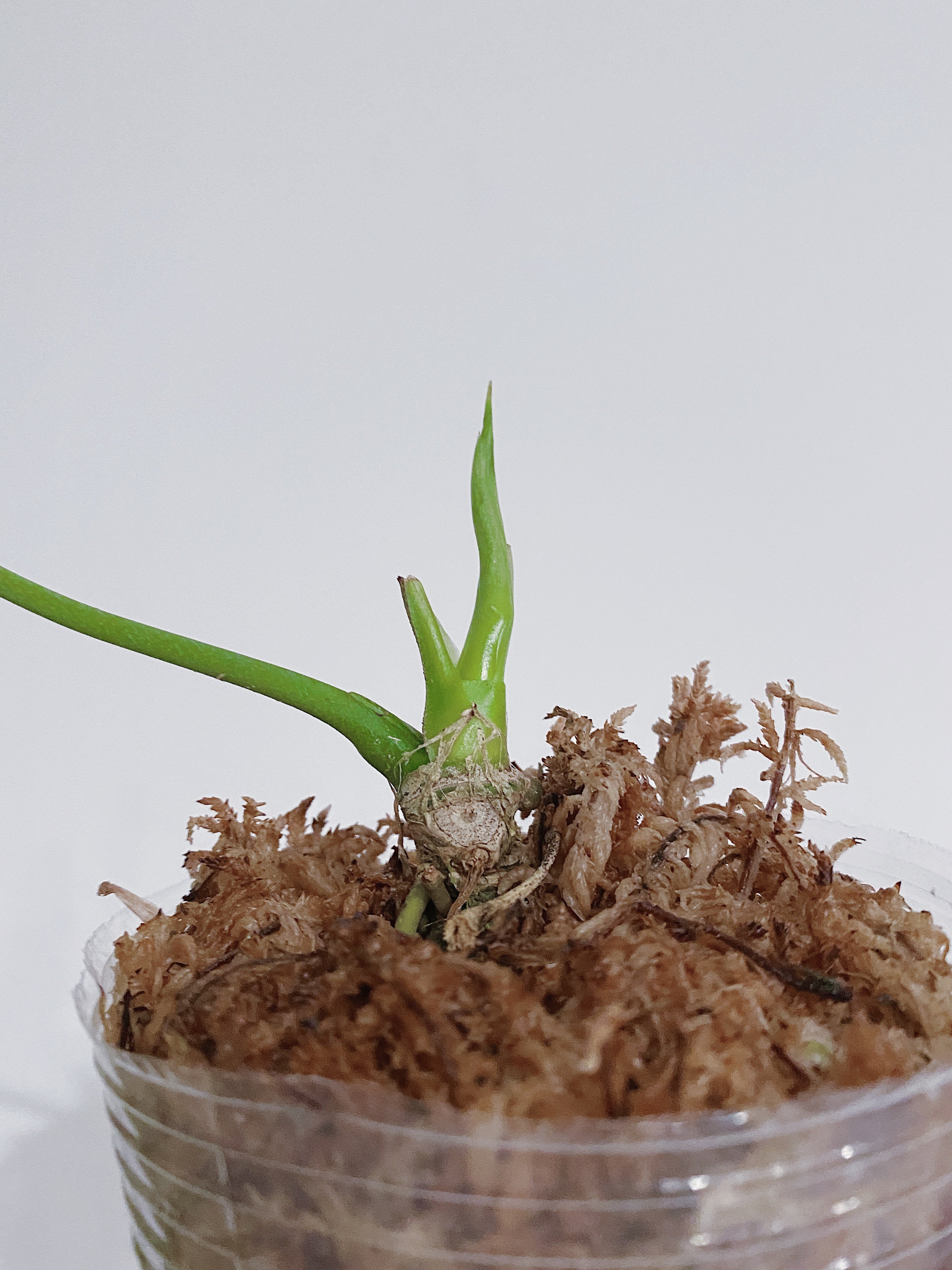 Queen Anthurium Warocqueanum Secondary image