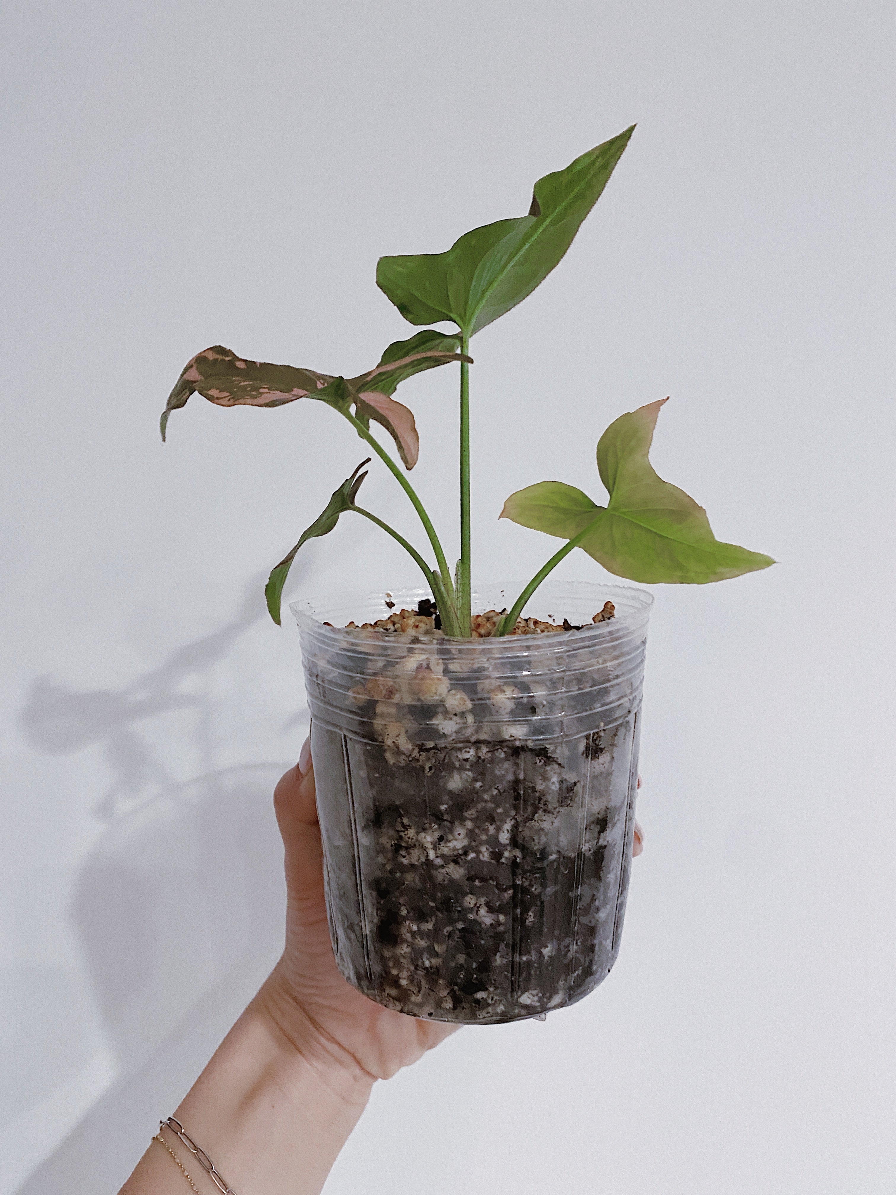 Syngonium Pink Splash Secondary image