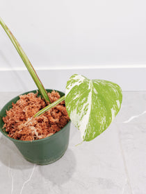 Monstera Deliciosa Albo Variegata