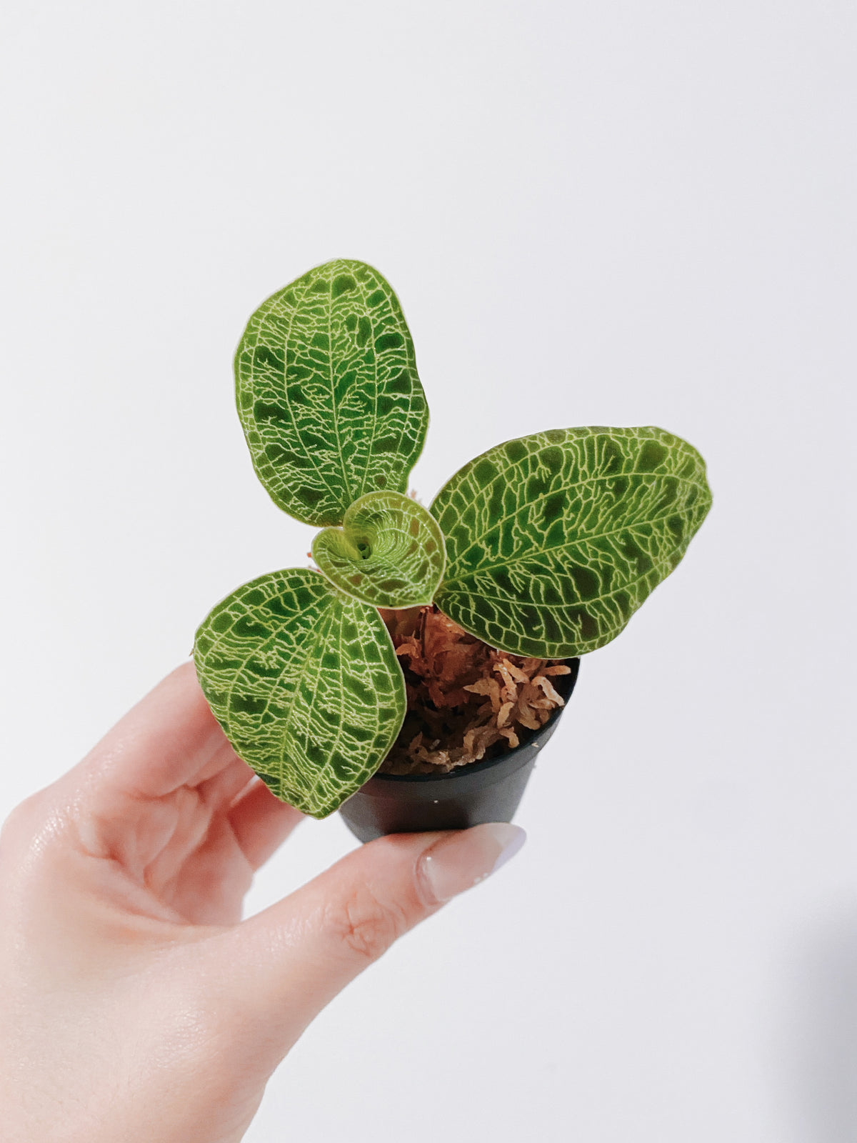 Lightning Jewel Orchid (Macodes petola) Main image