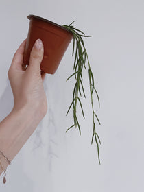 Hoya Linearis
