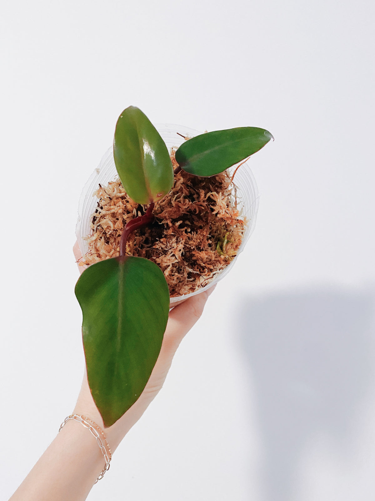Reverted Philodendron Strawberry Shake Main image