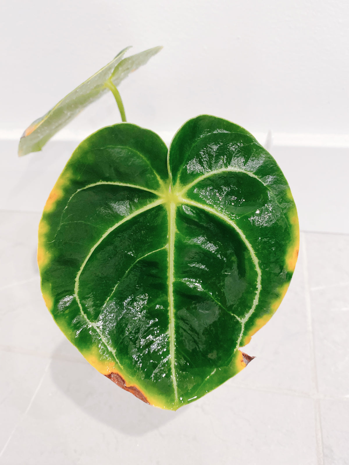 Anthurium Regale Main image