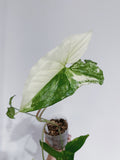 Syngonium Albo (Arrowhead Plant Variegated)