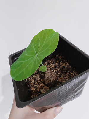 pothos plant sale Jade Pothos in Trellis, Epipremnum Aureum Jade main image 1