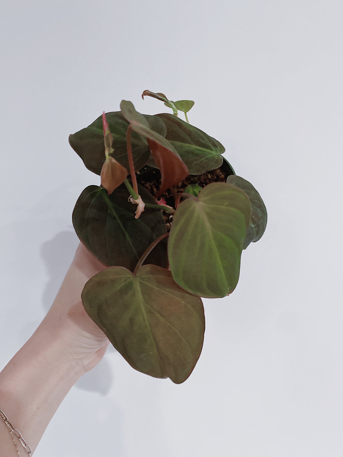 Philodendron Micans Main image