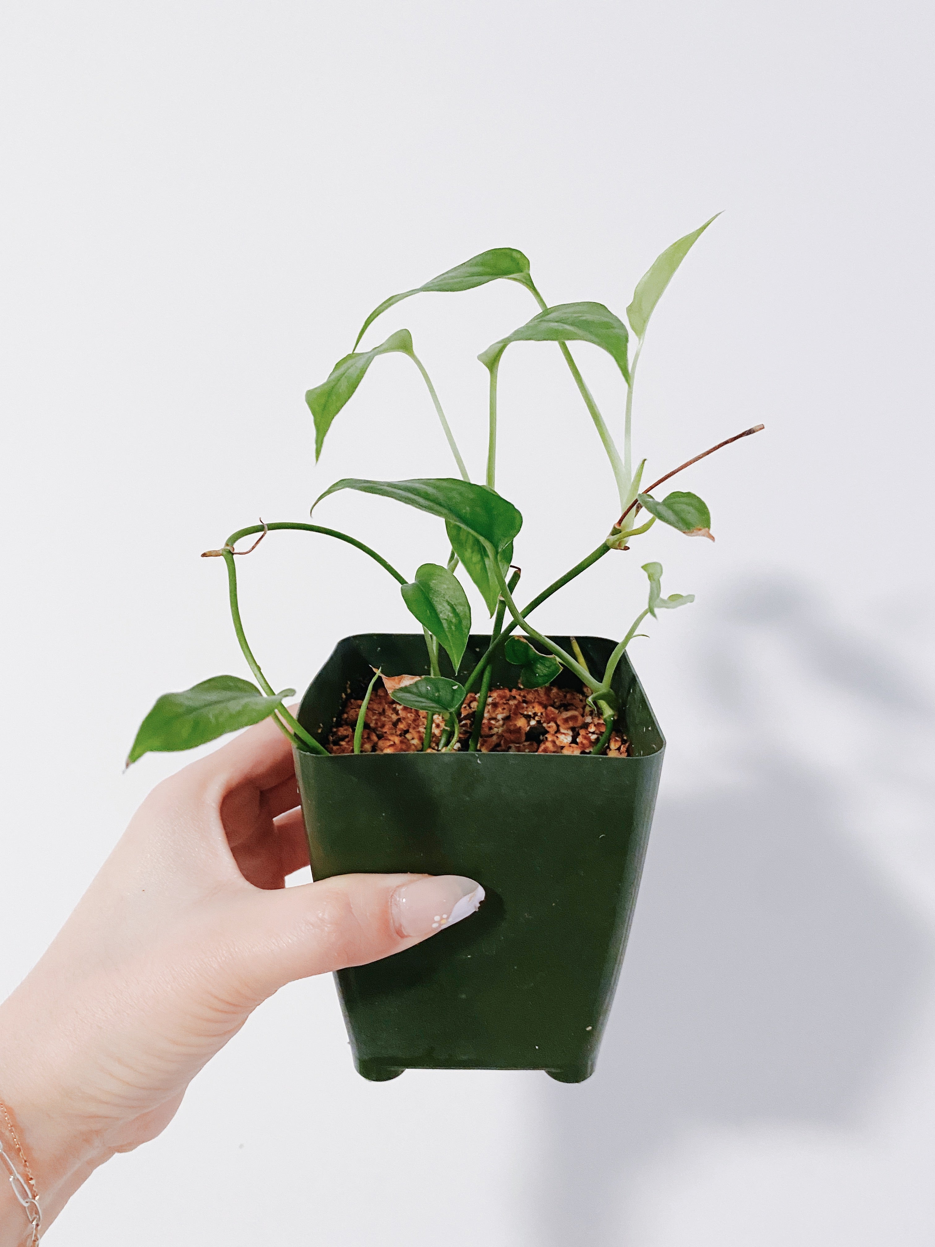 Monstera Siltepecana Secondary image