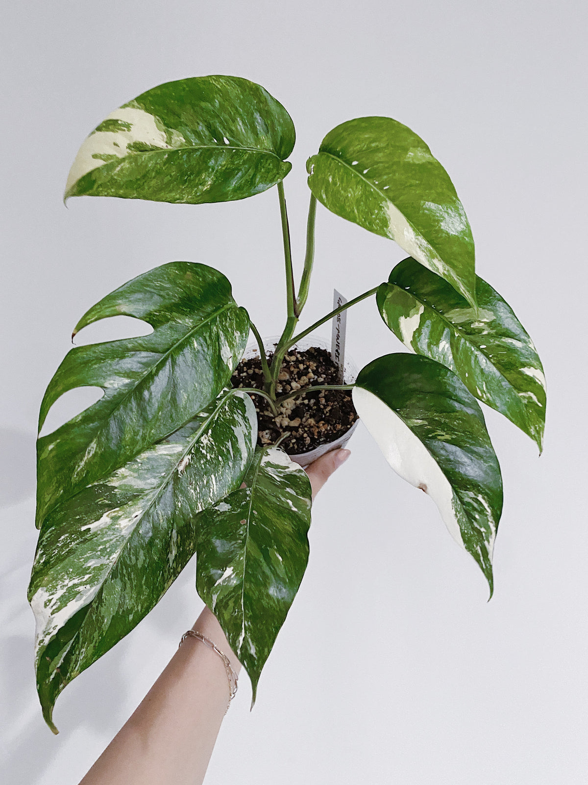 Epipremnum Pinnatum Variegated Main image