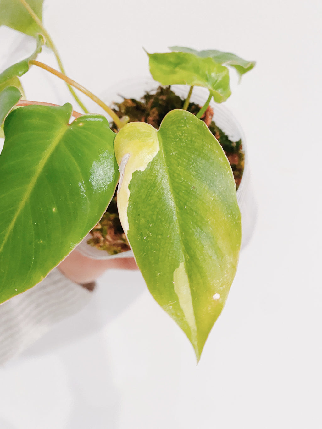 Philodendron Burle Marx Reverted
