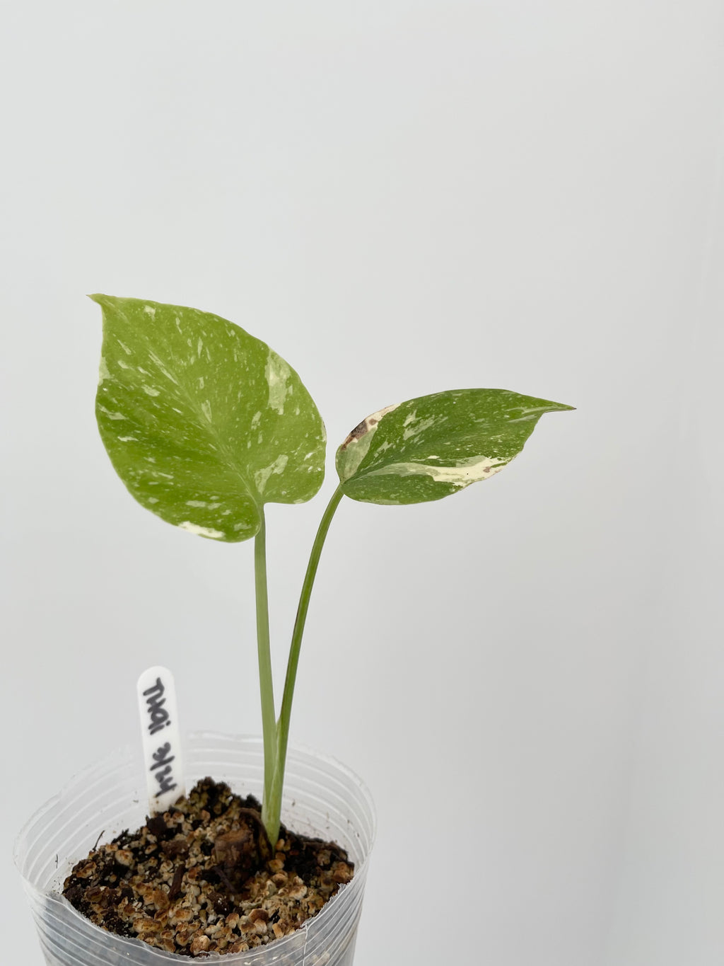 Monstera Thai Constellation