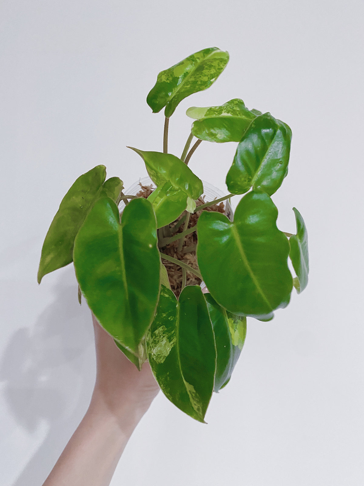 Philodendron Burle Marx Variegated Main image