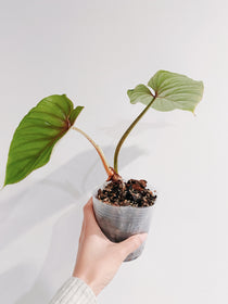 Philodendron Plowmanii