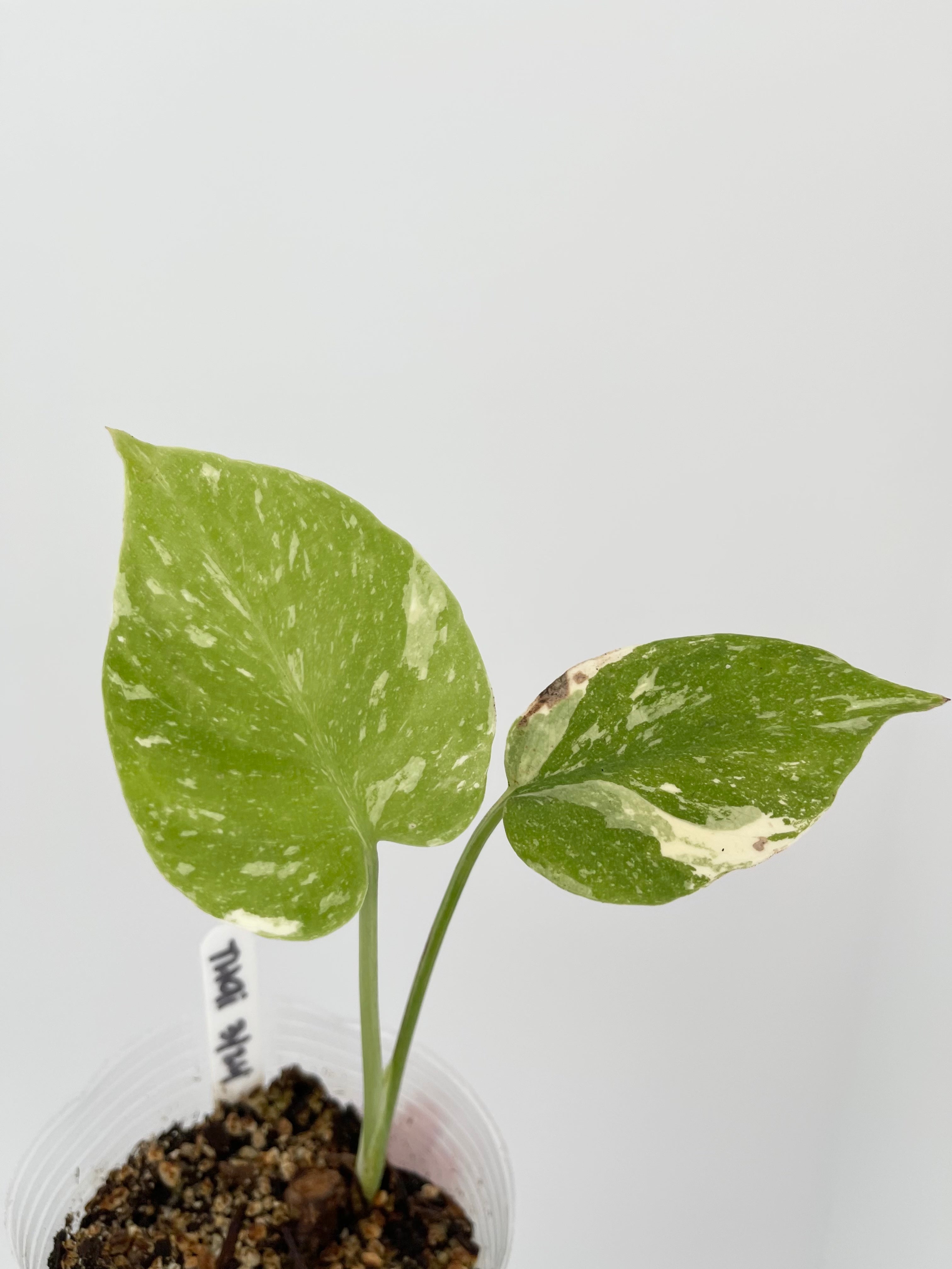 Monstera Thai Constellation Secondary image