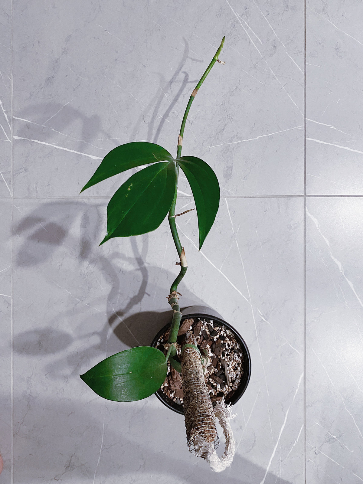 Rhaphidophora Decursiva