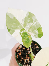 Alocasia Odora Variegata