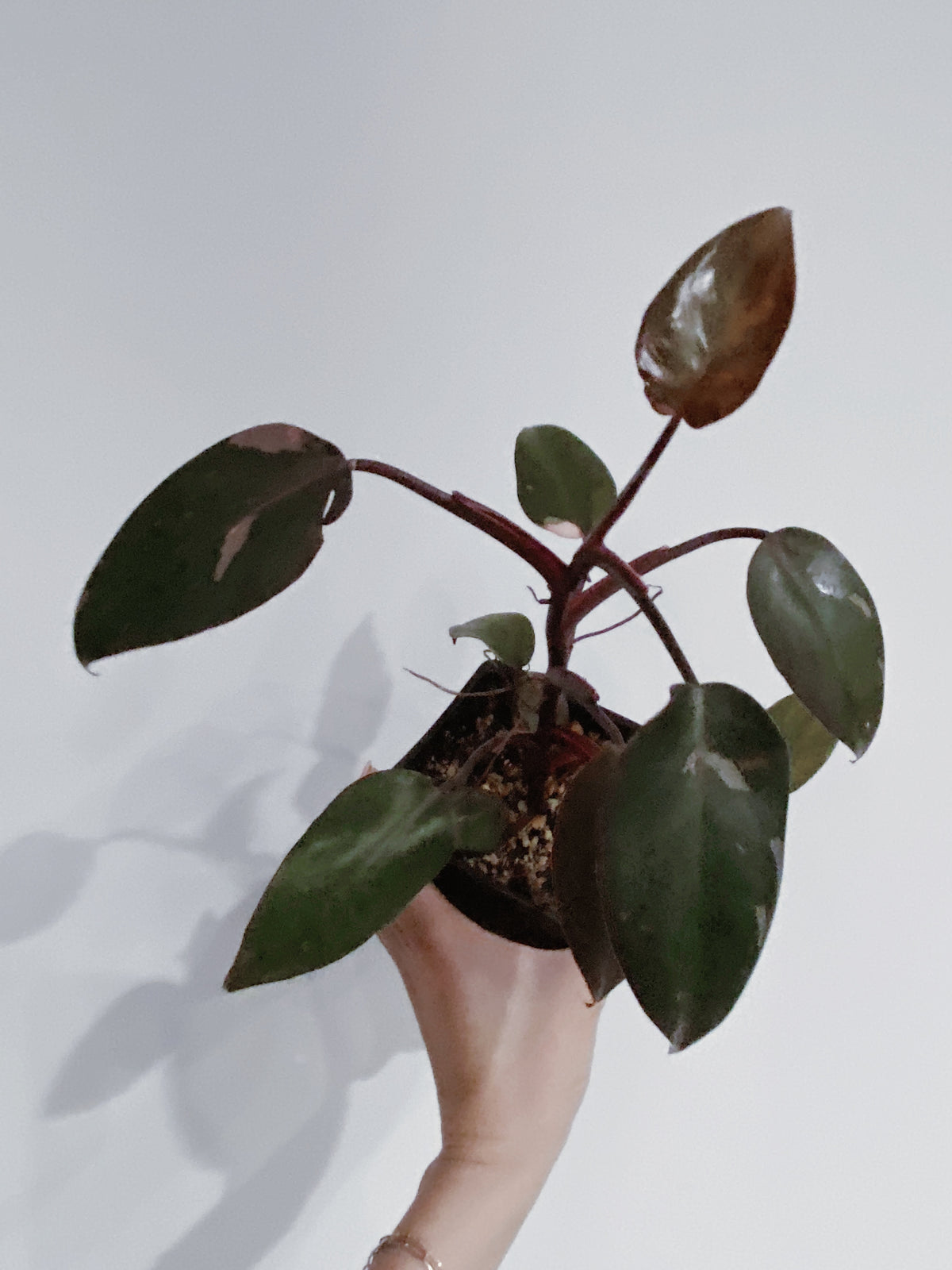 Philodendron Pink Princess Main image