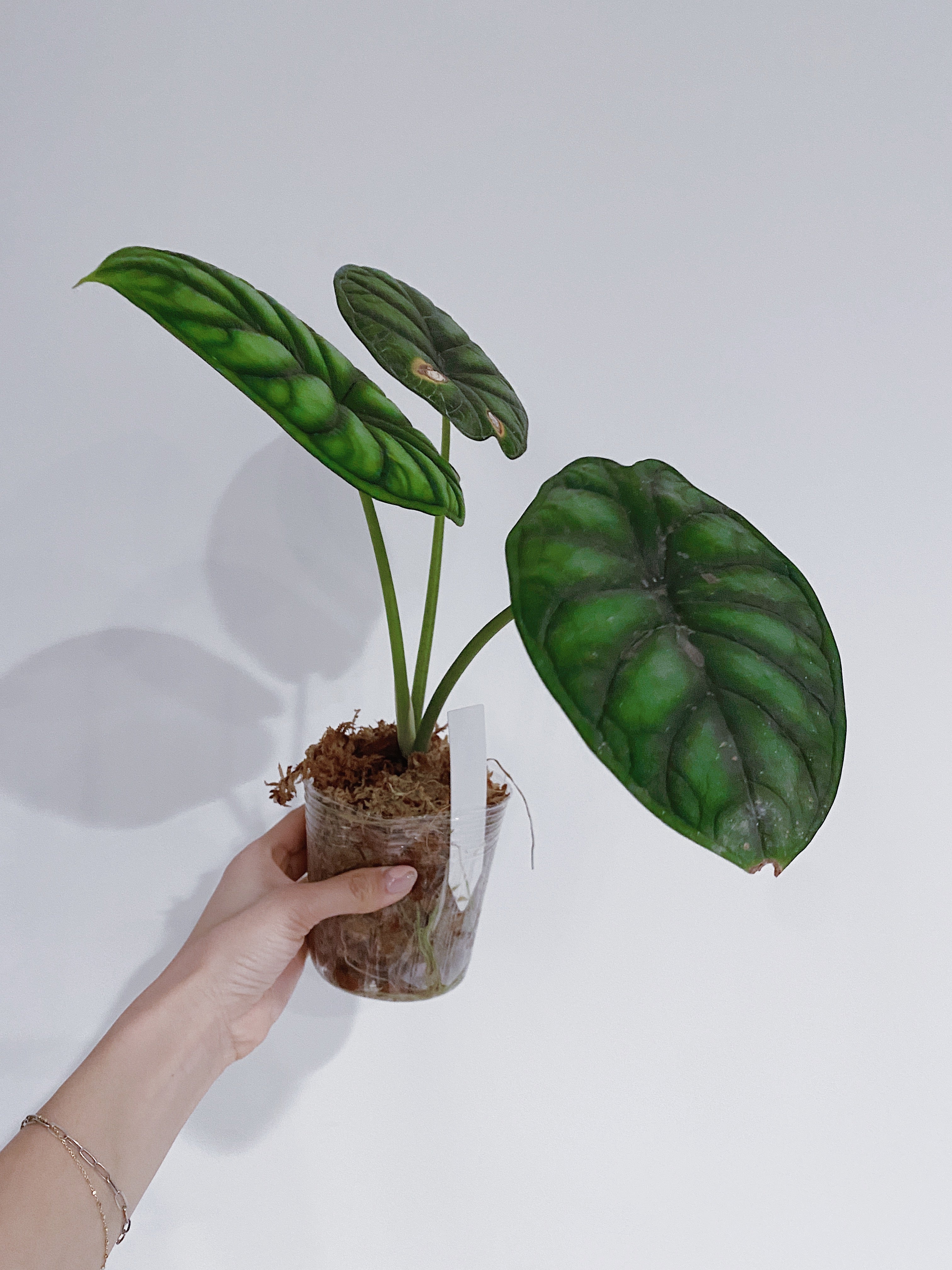Alocasia Dragon Scale Secondary image