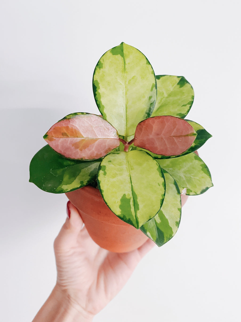 Hoya Australis Lisa