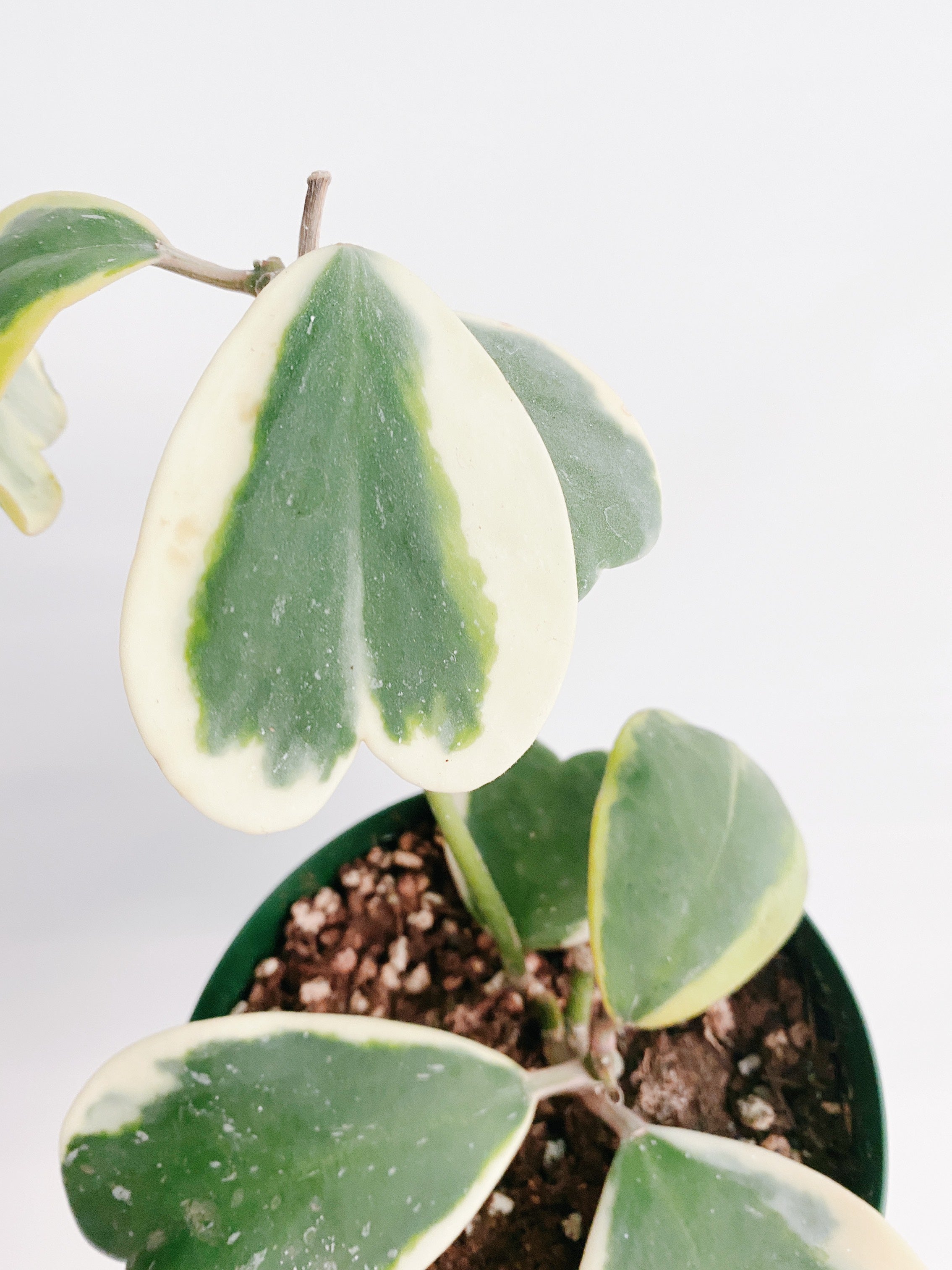 Hoya Kerrii Variegated Secondary image
