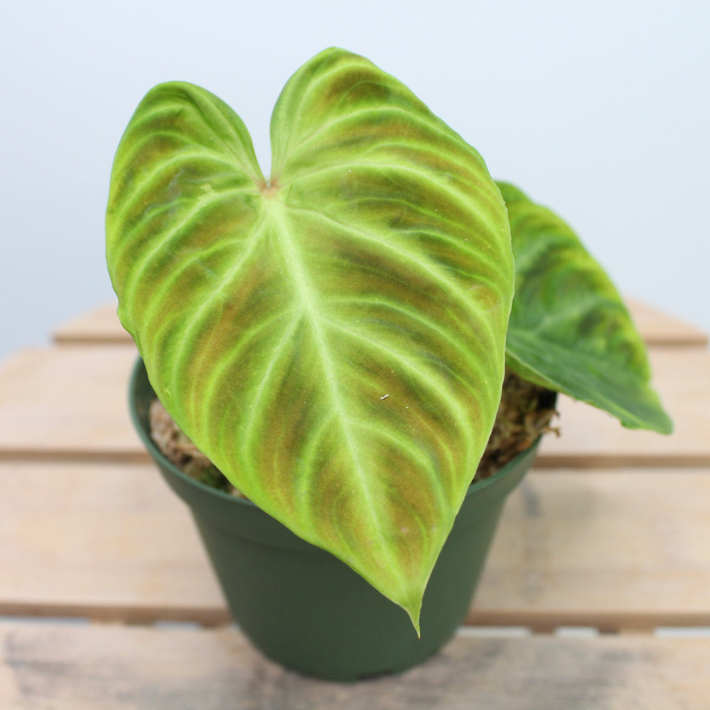 Philodendron Verrucosum