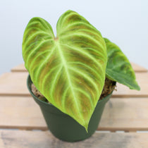 Philodendron Verrucosum