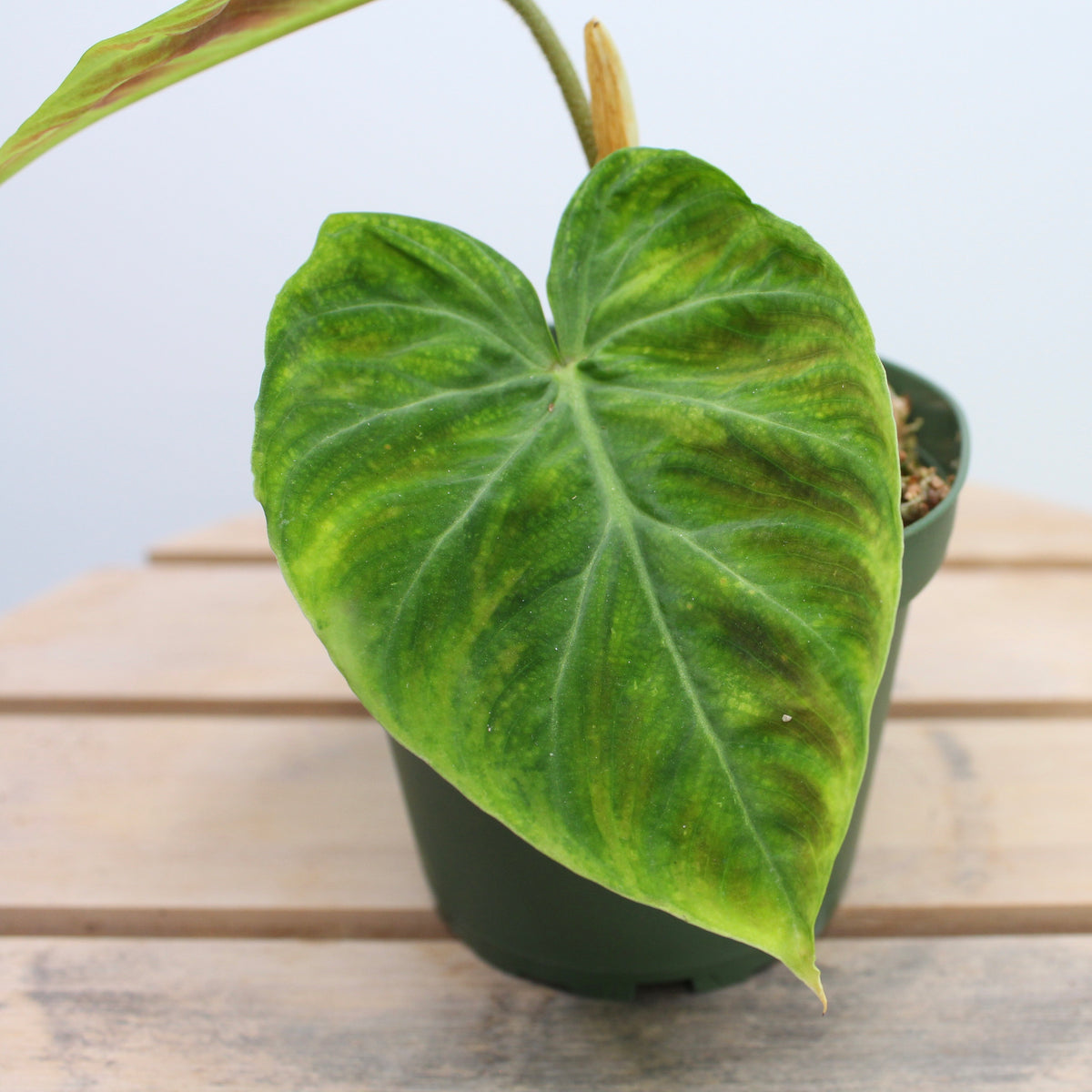 Philodendron Verrucosum