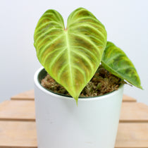Philodendron Verrucosum