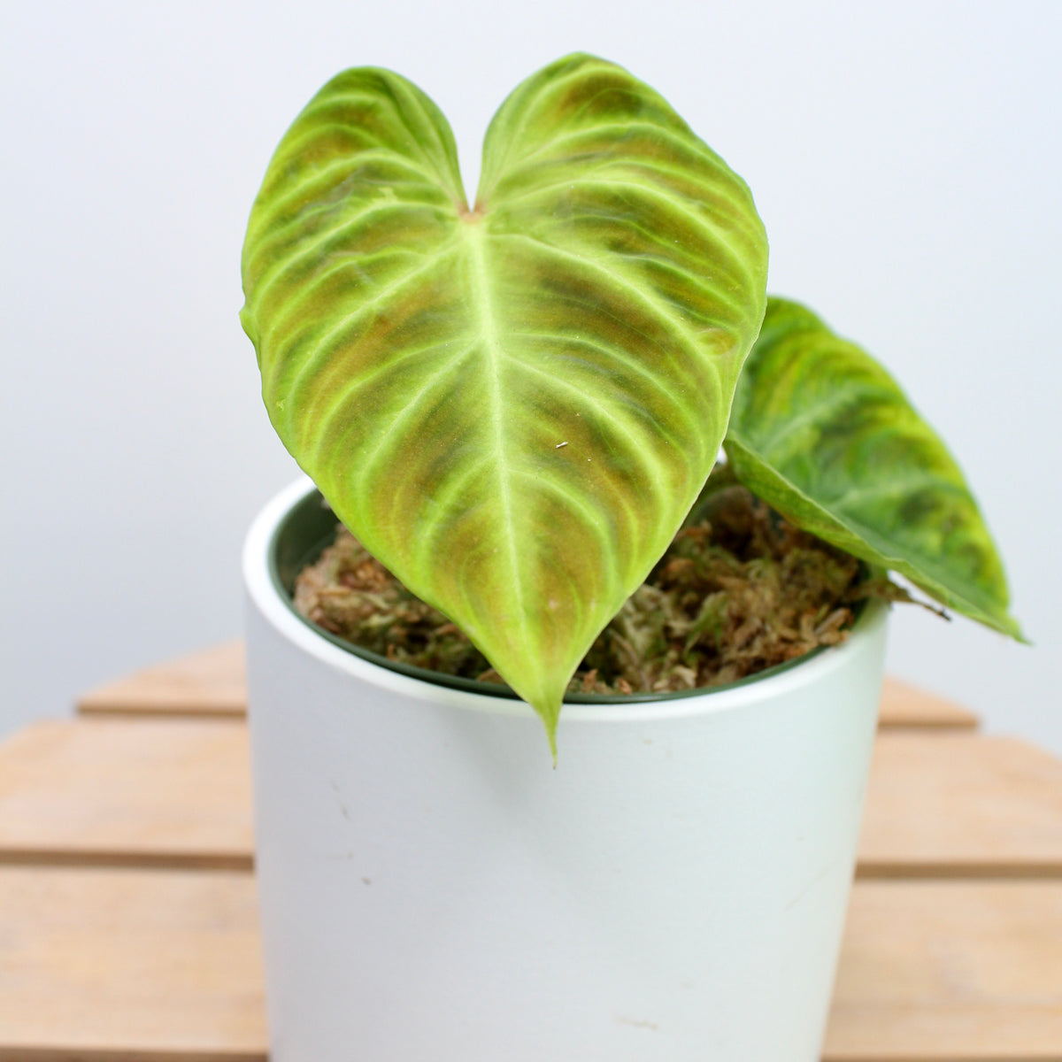 Philodendron Verrucosum