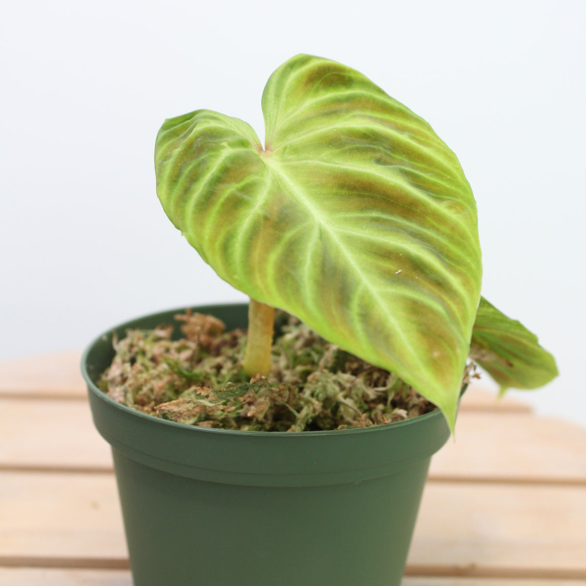 Philodendron Verrucosum