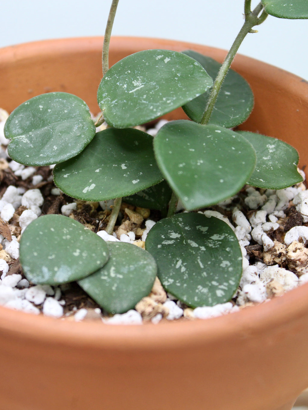 Hoya Mathilde