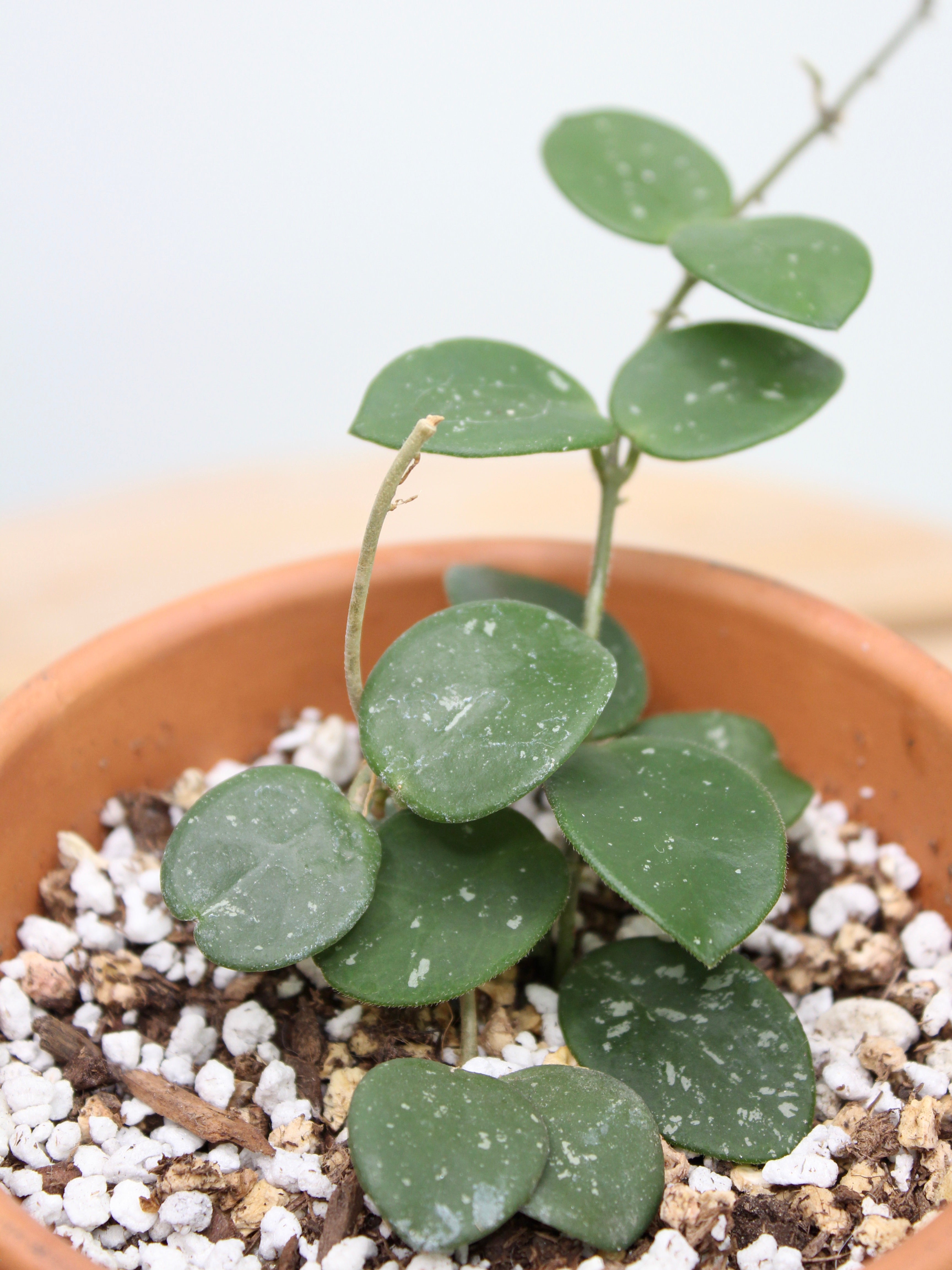Hoya Mathilde Secondary image