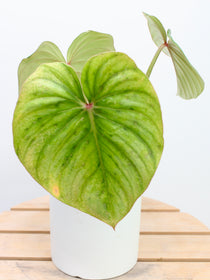 Philodendron Pastazanum Silver