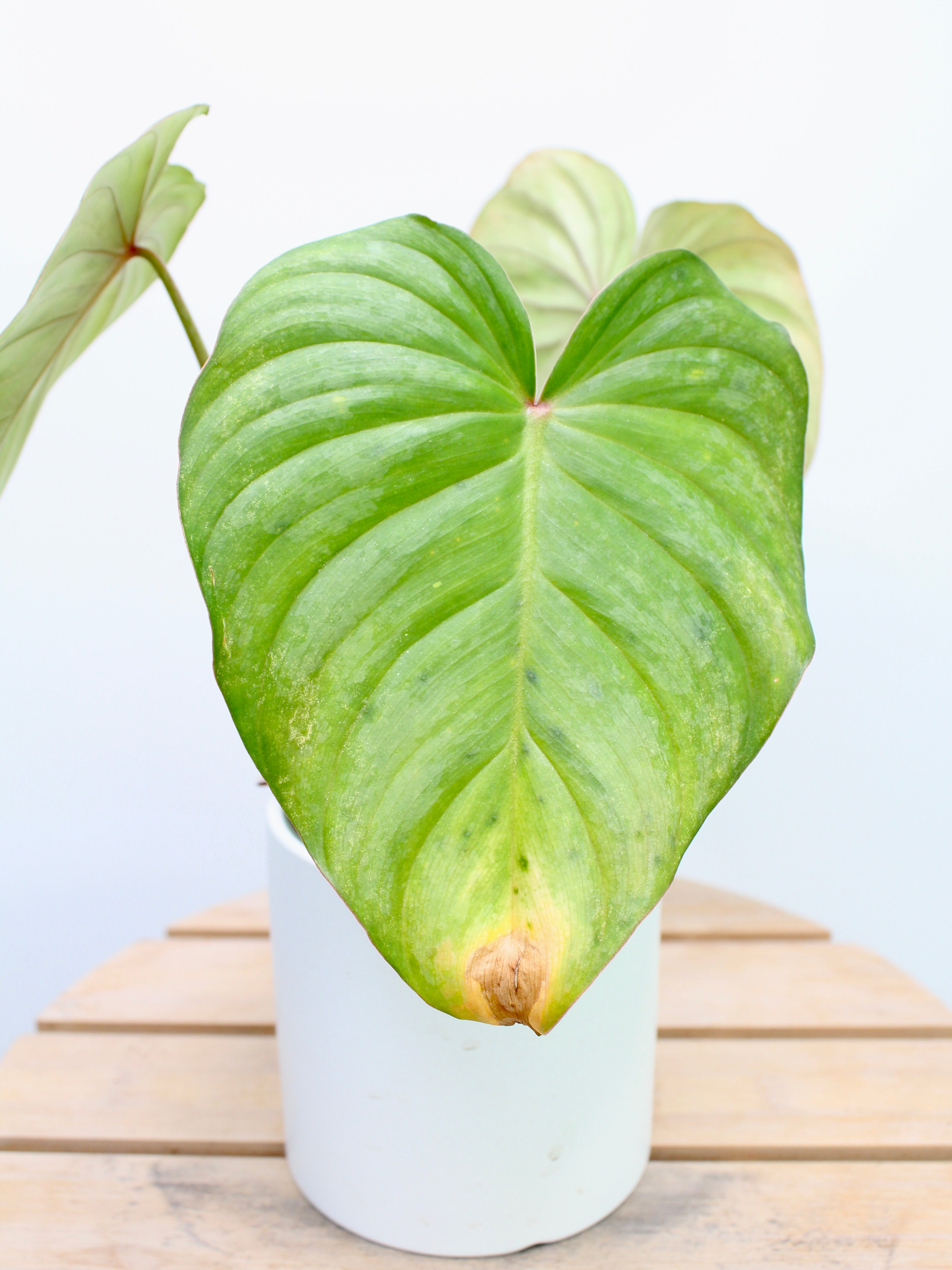 Philodendron Pastazanum Silver Secondary image