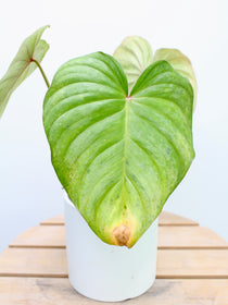 Philodendron Pastazanum Silver
