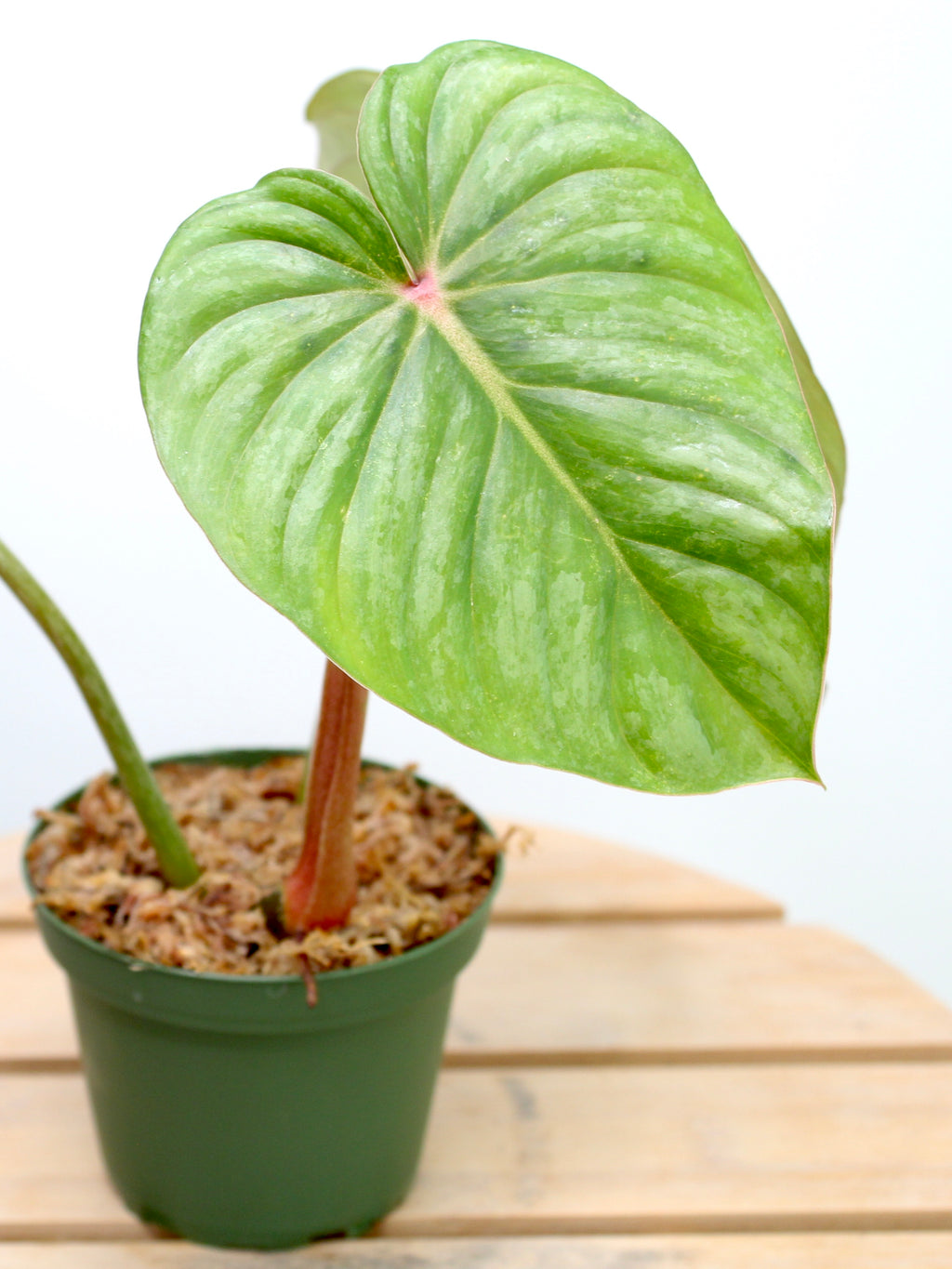 Philodendron Pastazanum Silver