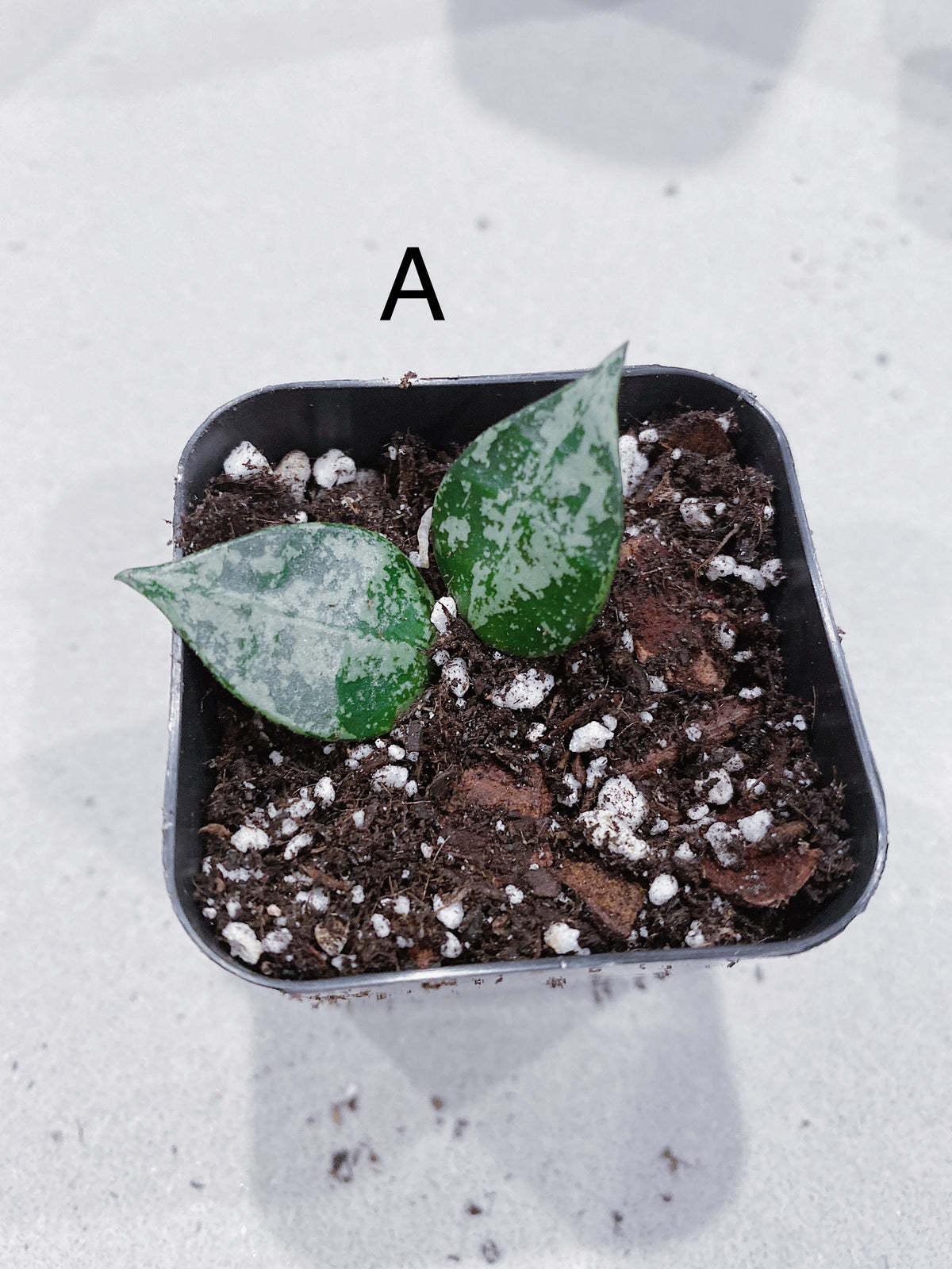 Hoya Super Eskimo (Hoya krohniana) Main image