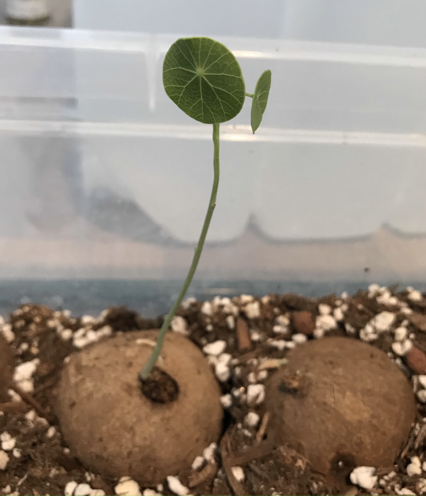 Stephania Erecta Large Sprouted Bulbs For Sale Near Me (USA Seller