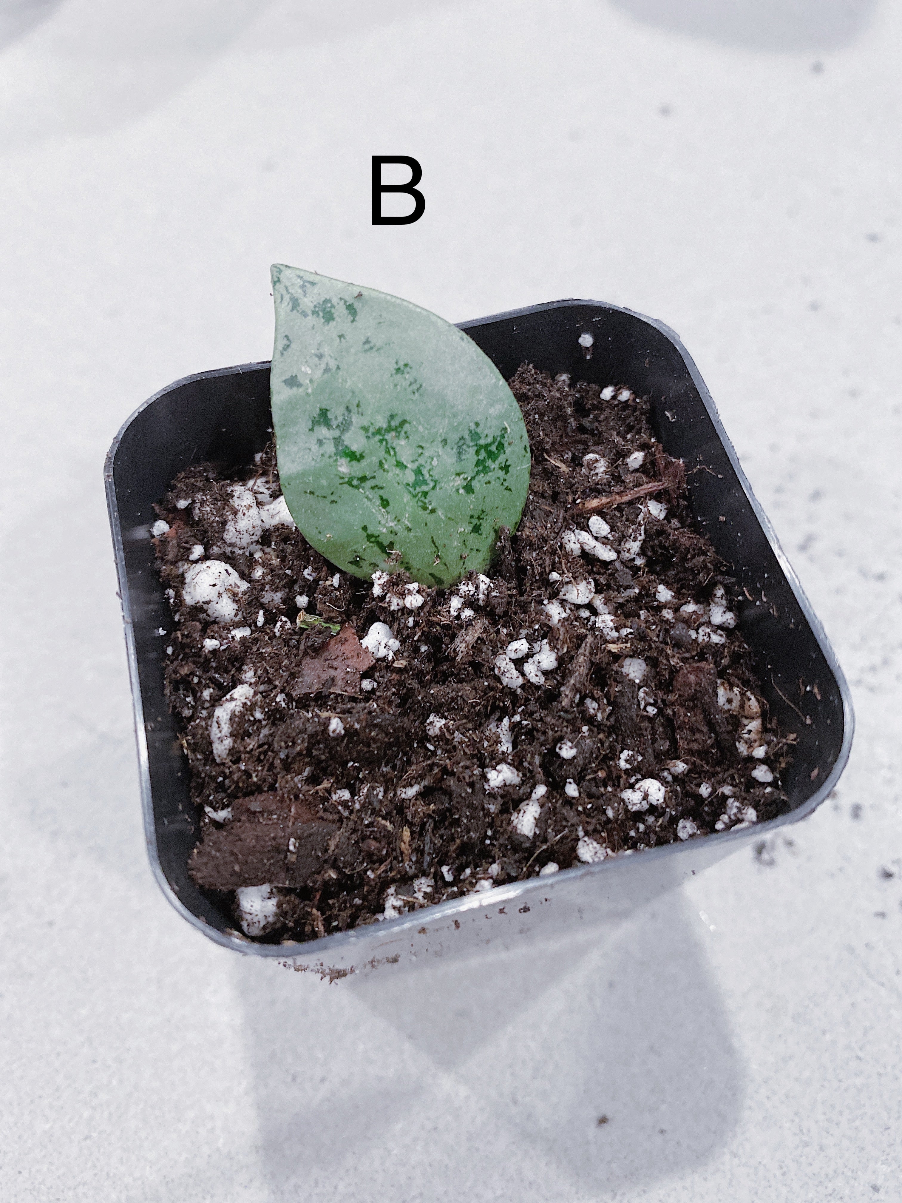 Hoya Super Eskimo (Hoya krohniana) Secondary image