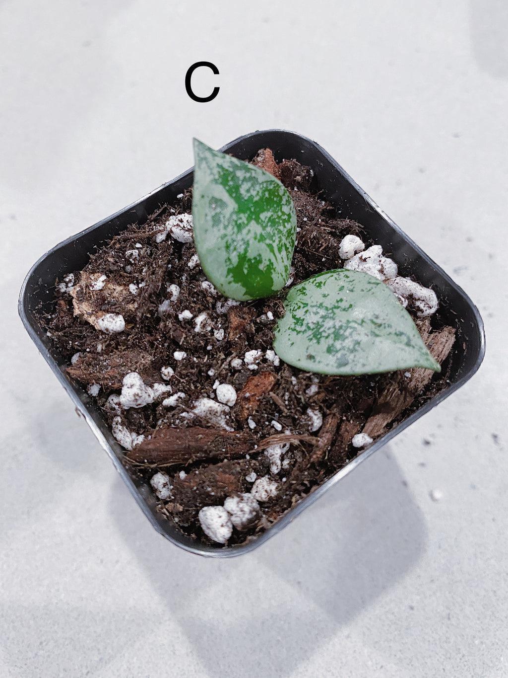 Hoya Super Eskimo (Hoya krohniana)