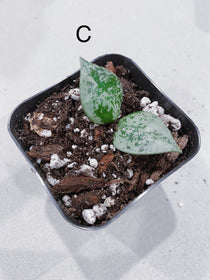 Hoya Super Eskimo (Hoya krohniana)