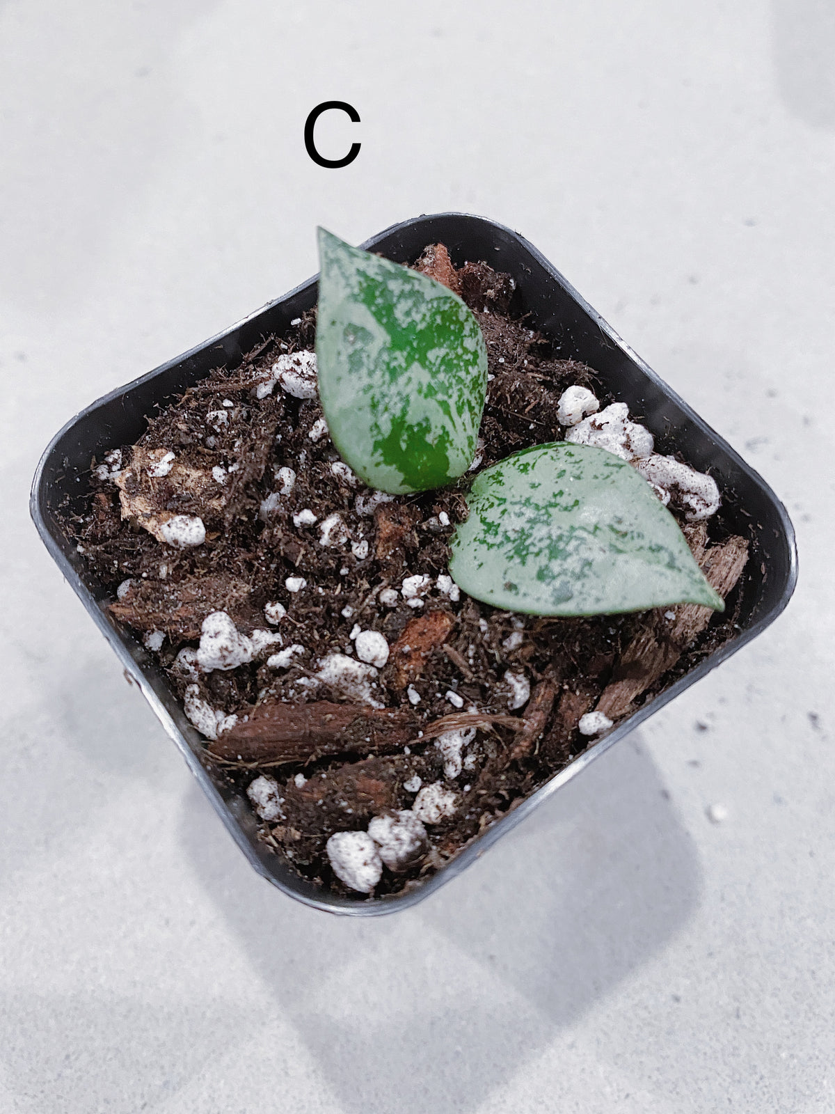 Hoya Super Eskimo (Hoya krohniana)