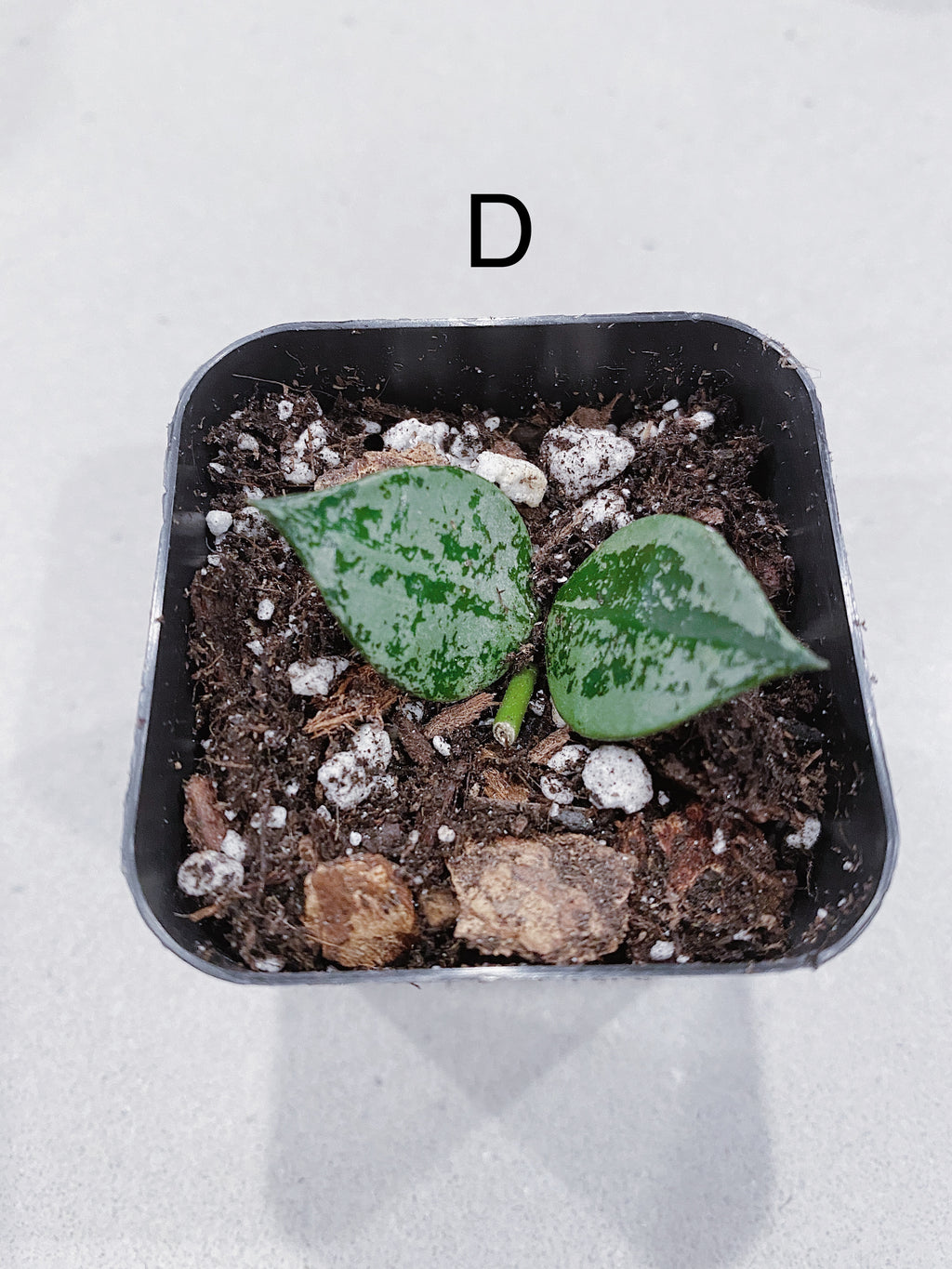Hoya Super Eskimo (Hoya krohniana)