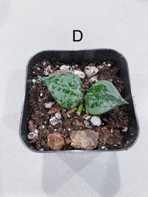 Hoya Super Eskimo (Hoya krohniana)