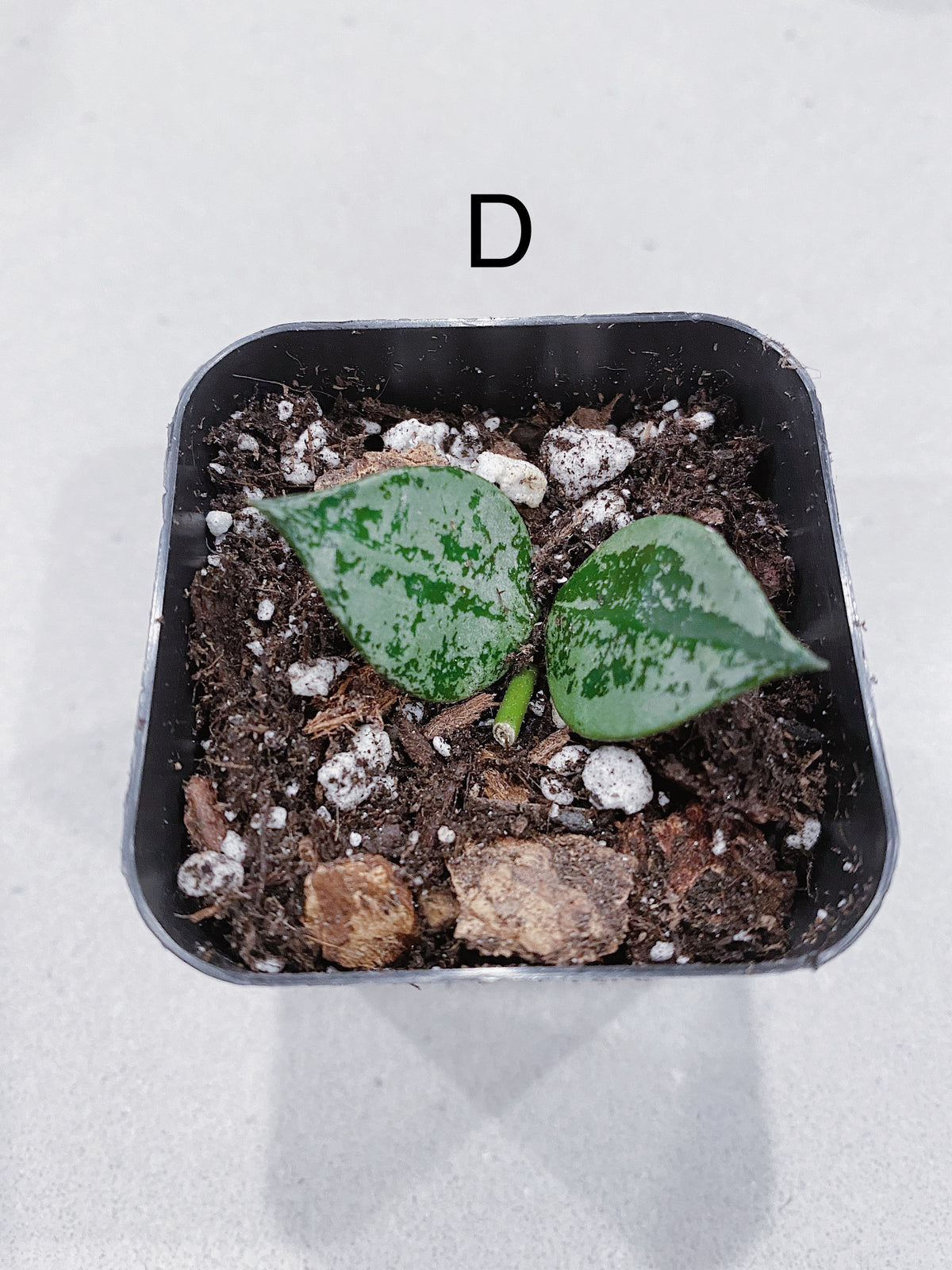 Hoya Super Eskimo (Hoya krohniana)